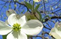Dogwood Tree