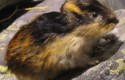 Lemming / Wikimedia Commons