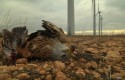 Golden eagle killed by wind turbine / eastcountymagazine.org