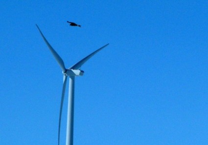 Golden eagle wind energy deaths