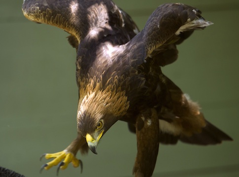golden eagle wind energy