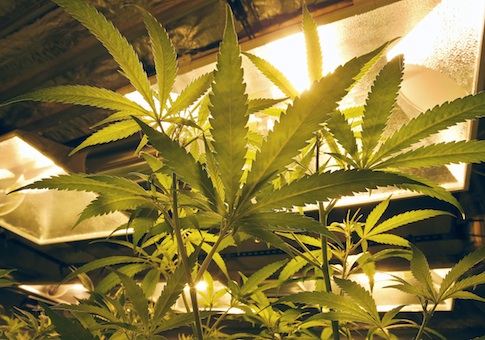 Marijuana plants grow under special lights inside a grow facility in Denver
