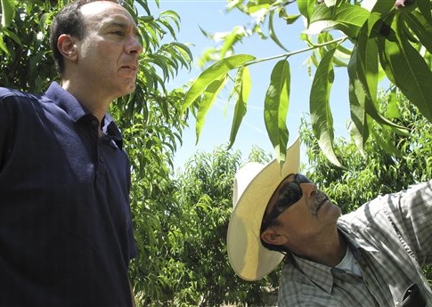 In this April 29, 2014 photo, Dan Gerawan, owner of at Gerawan Farming, Inc., left, talks with crew boss Jose Cabello in a nectarine orchard near Sanger, Calif.
