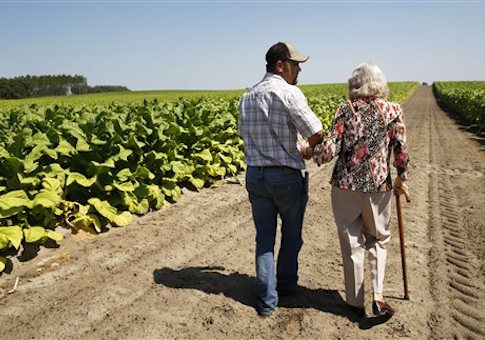 Farmer Trevor Bass assists his grandmother Evertice Bass in one of his tobacco fields at his farm in Newberry, Fla.