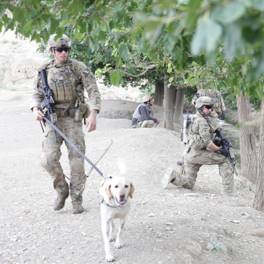 Army Gave Retired Military Dogs to Company That Tried to Sell Them