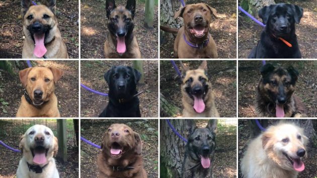 12 of the dogs that ended up with Soliden / Mount Hope Kennel