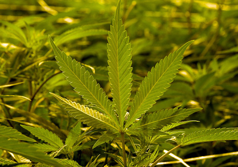 Marijuana plants are grown at Essence Vegas' 54,000-square-foot marijuana cultivation facility on July 6, 2017 in Las Vegas, Nevada. On July 1, Nevada joined seven other states allowing recreational marijuana use and became the first of four states that voted to legalize recreational sales in November's election to allow dispensaries to sell cannabis for recreational use to anyone over 21. Since July 1, sales of cannabis products in the state have generated more than USD 1 million in tax revenue. / Getty Images