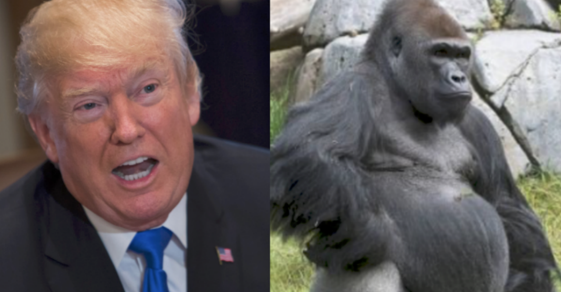 Liberals, Journalists Fall for Trump 'Gorilla Channel' Parody