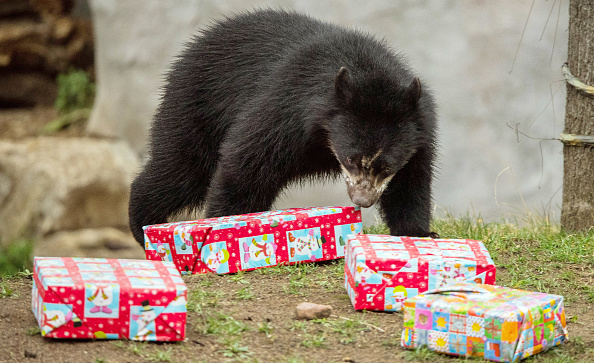 Spectacled Bears Get Christmas Gifts