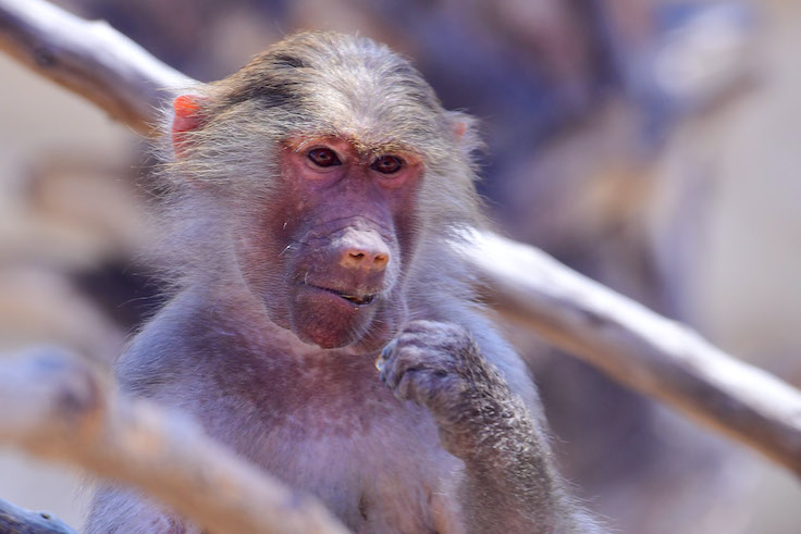 2020 Man of the Year: The Baboon Who Fled His Vasectomy