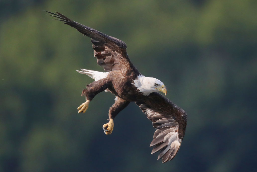 Feds Open Investigation Into Suspected Illegal Immigrants Accused of Killing Bald Eagle