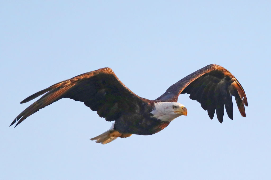 Two Suspected Illegal Immigrants Killed a Bald Eagle for Dinner. Federal Authorities Don’t Seem To Care.