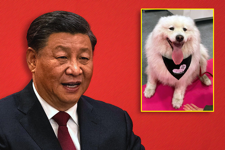 China attempted to consume a dog.